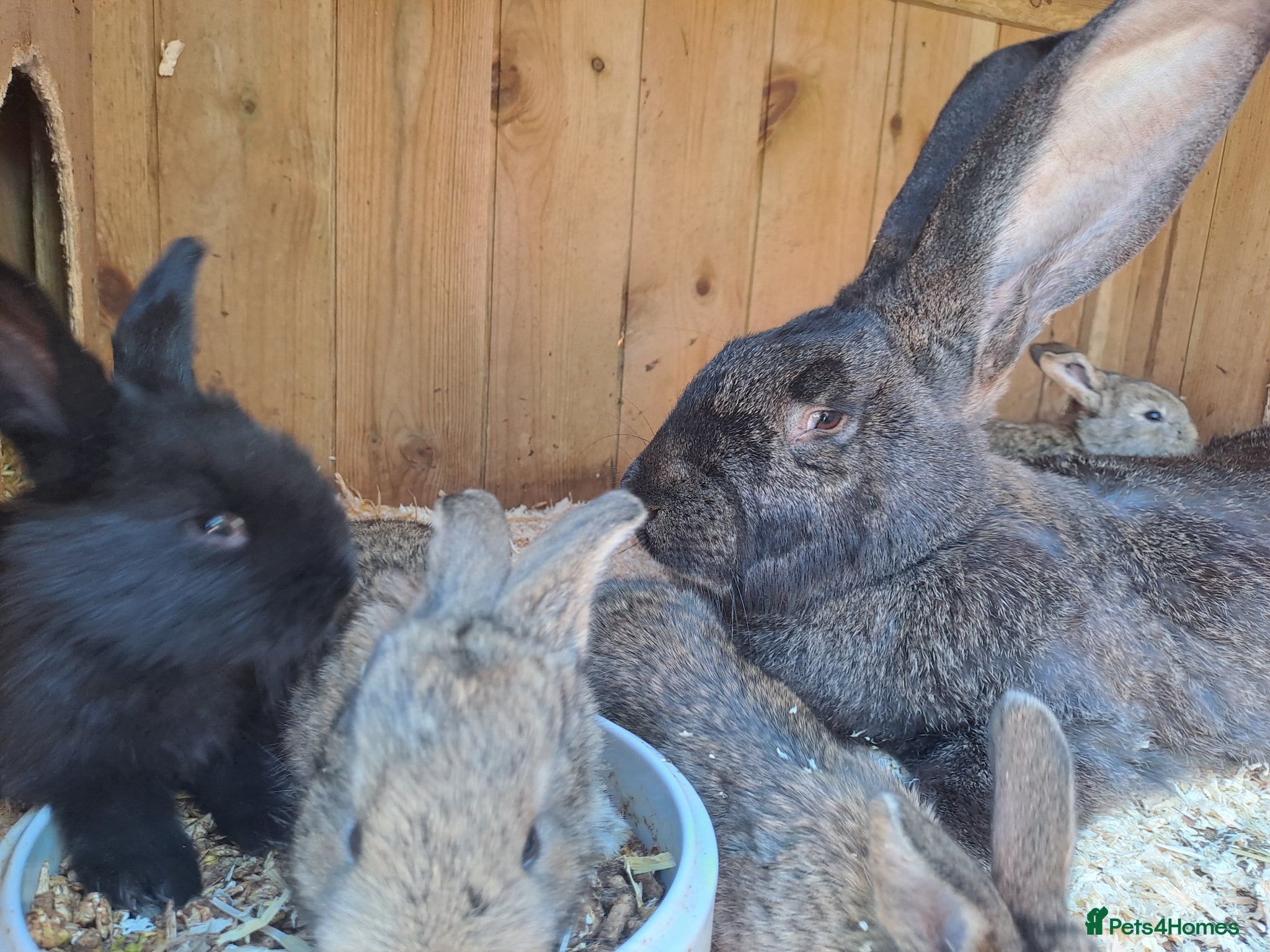 Continental Giant rabbits for sale: 10KG, Brc, show quality kits. MASSIVE  - Advert 7