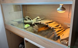 Dragon reptiles for sale: Leatherback Bearded Dragon - Image 8