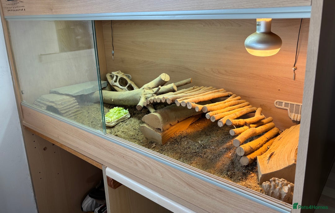 Dragon reptiles for sale: Leatherback Bearded Dragon - Image 8