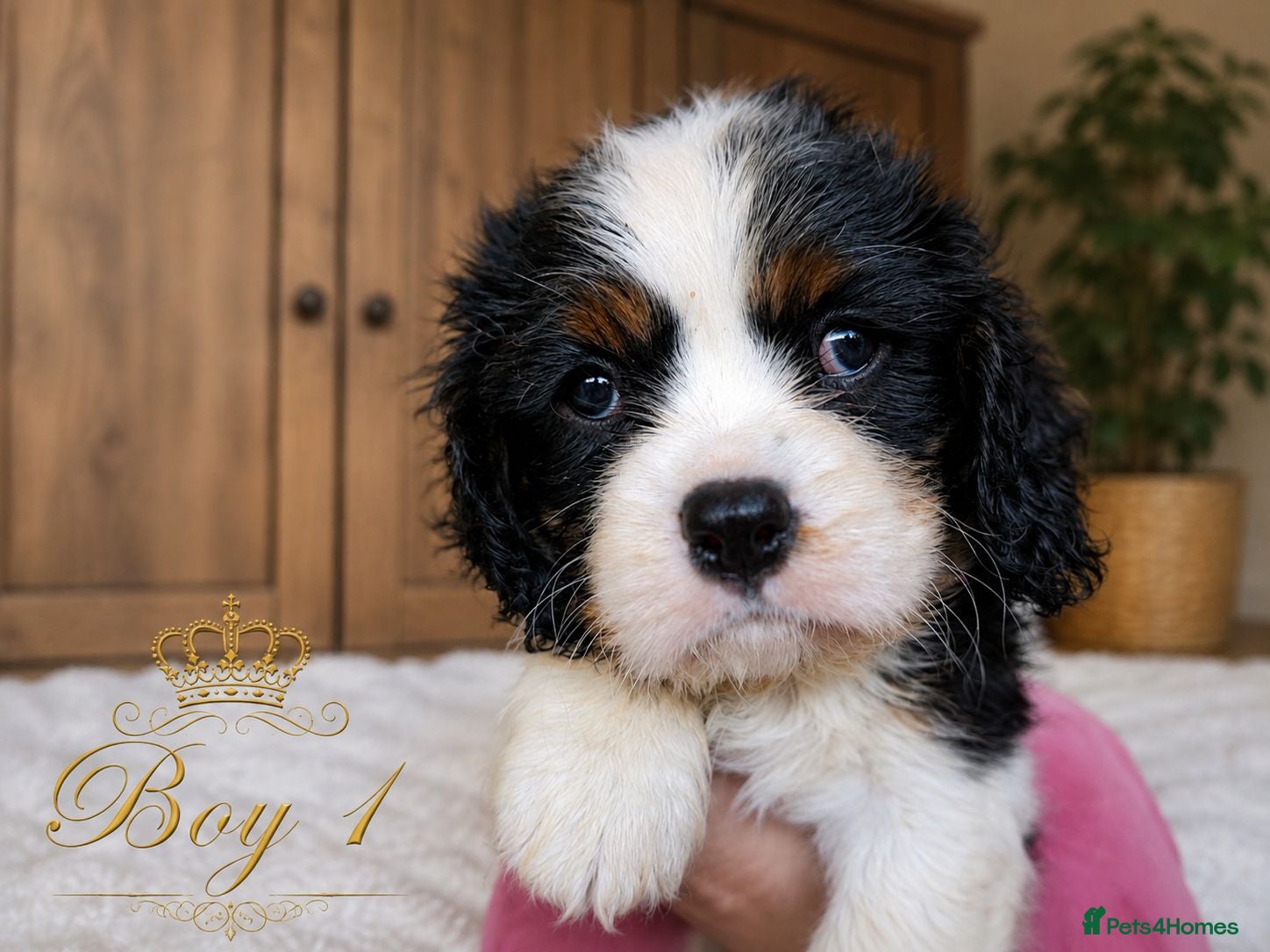 Cavalier King Charles Spaniel dogs 2 Tricolour Boys & 1 Blenheim Girl - Advert 1