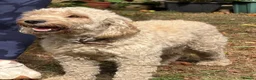 Labradoodle dogs for sale: 🐾 Labradoodle Puppies – Boys & Girls Available 🐾 - Advert 11