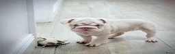 French Bulldog dogs for sale: Fluffy French Bulldog  - Advert 5