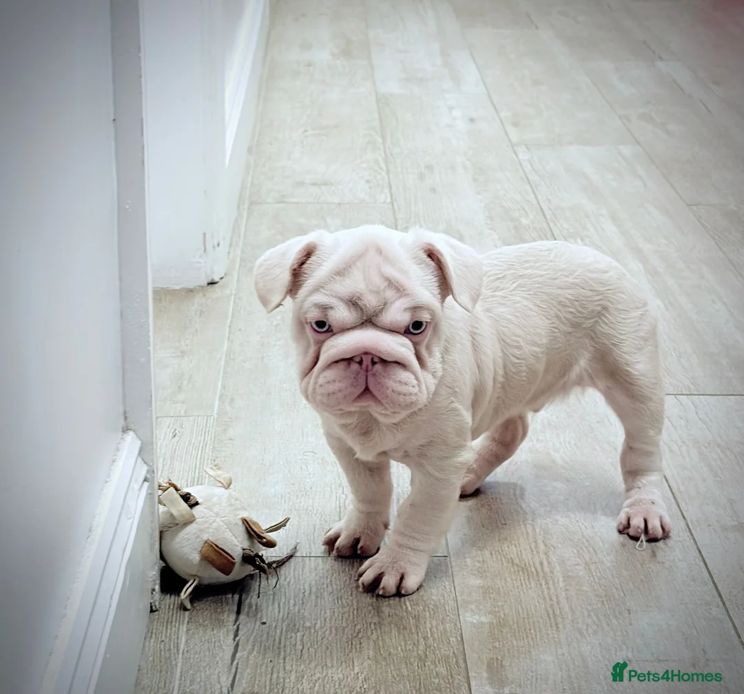 French Bulldog dogs for sale: Fluffy French Bulldog  - Advert 5