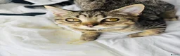British Shorthair cats for sale: Ready Now! GCCF BSH Champion Bloodline kittens - Advert 8