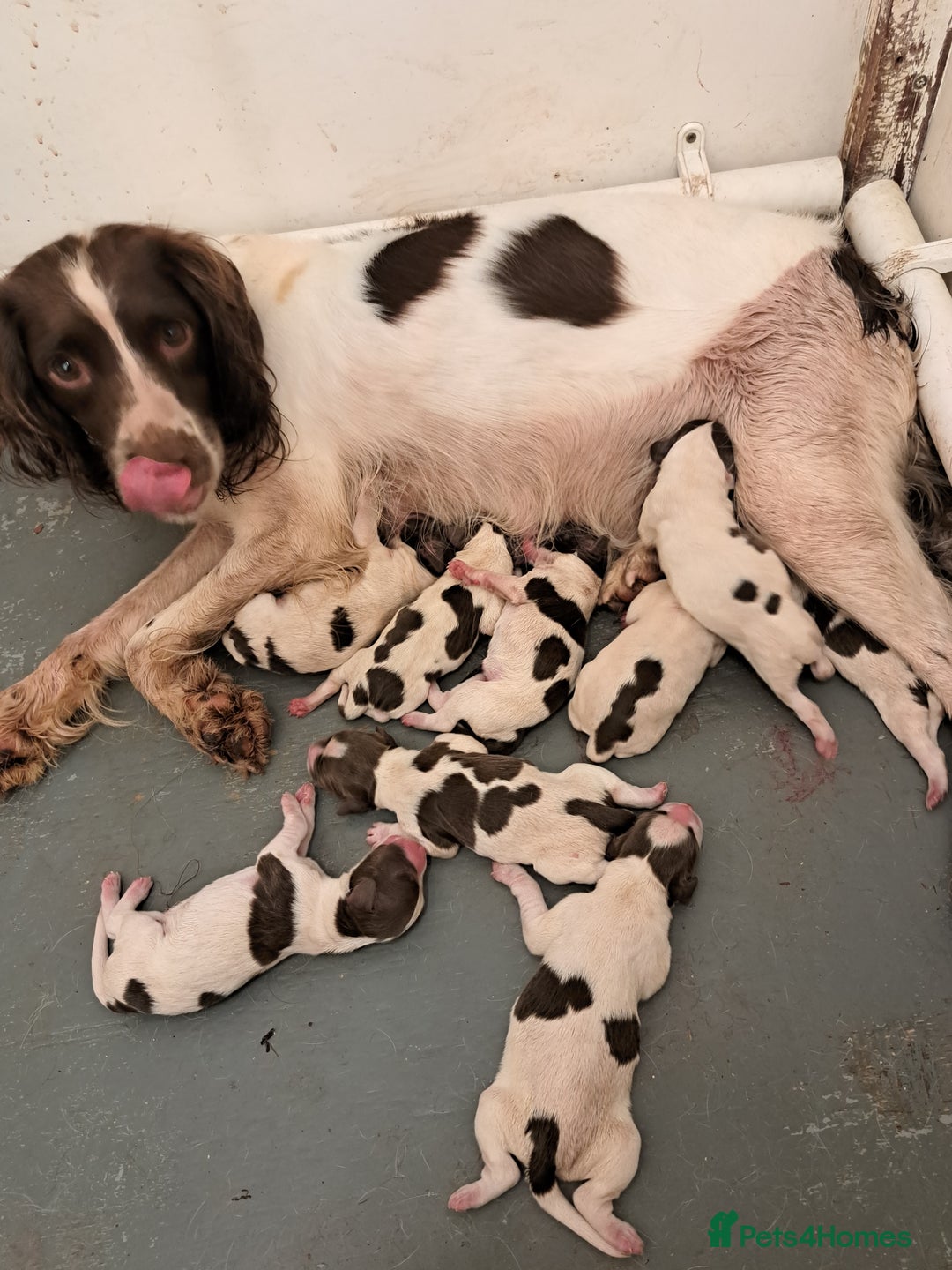 English Springer Spaniel dogs for sale: English springer spaniels  - Advert 9