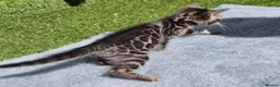 Bengal cats for sale: Beautiful TICA registered Bengal Kittens - Advert 13