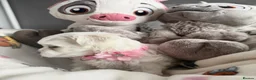 Maltese dogs for sale: GORGEOUS KOREAN MALTESE PUPPIES - Advert 13