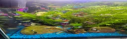 Other/Mixed Breed fish for sale: Guppies in Liverpool - Advert 7