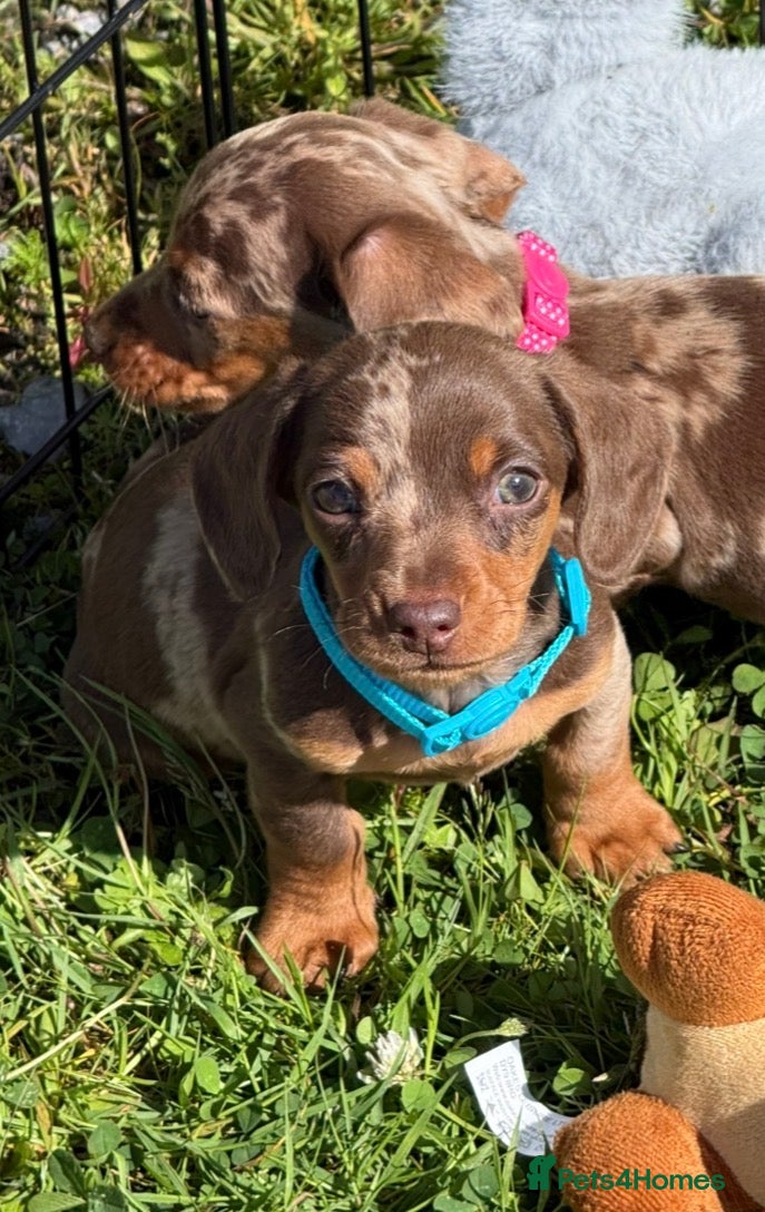 Miniature Dachshund dogs Miniature dachshund puppies  - Advert 1