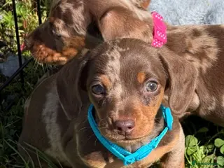 Miniature Dachshund dogs Miniature dachshund puppies - Advert 1