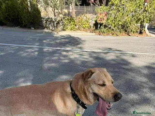 Mixed Breed dogs Carlos wants his forever home - Advert 2