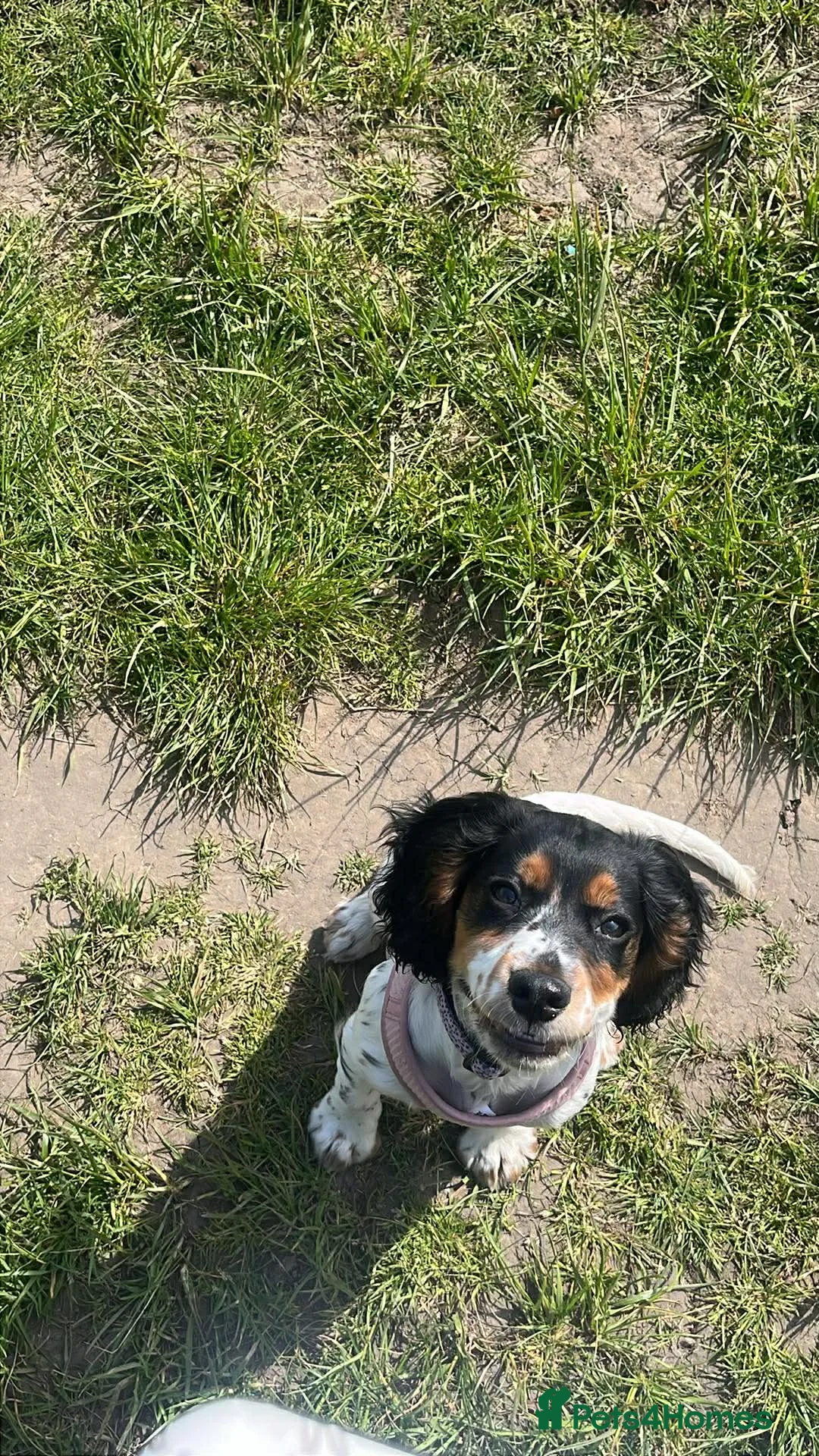 Cocker Spaniel dogs for sale: Puppy cocker spaniel  in Bromley - Advert 2