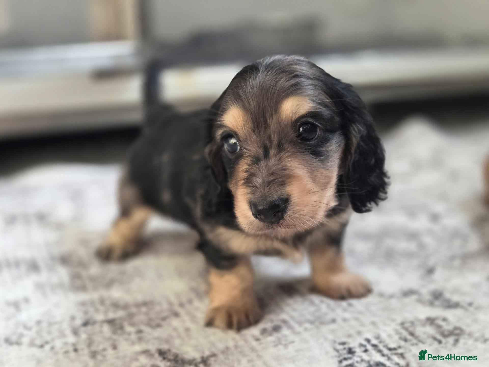 Miniature Dachshund dogs for sale: Mini Dachshund dapple boy long haired silver cream - Advert 6