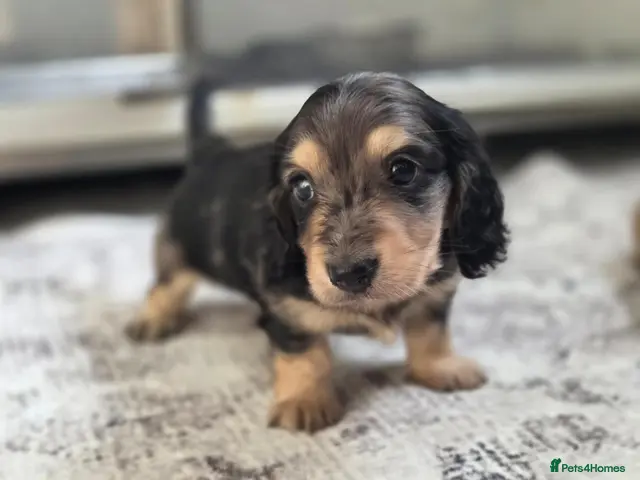 Miniature Dachshund dogs for sale: Mini Dachshund dapple boy long haired silver cream - Advert 6