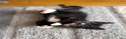 Mixed Breed cats for sale: Kittens - Advert 10