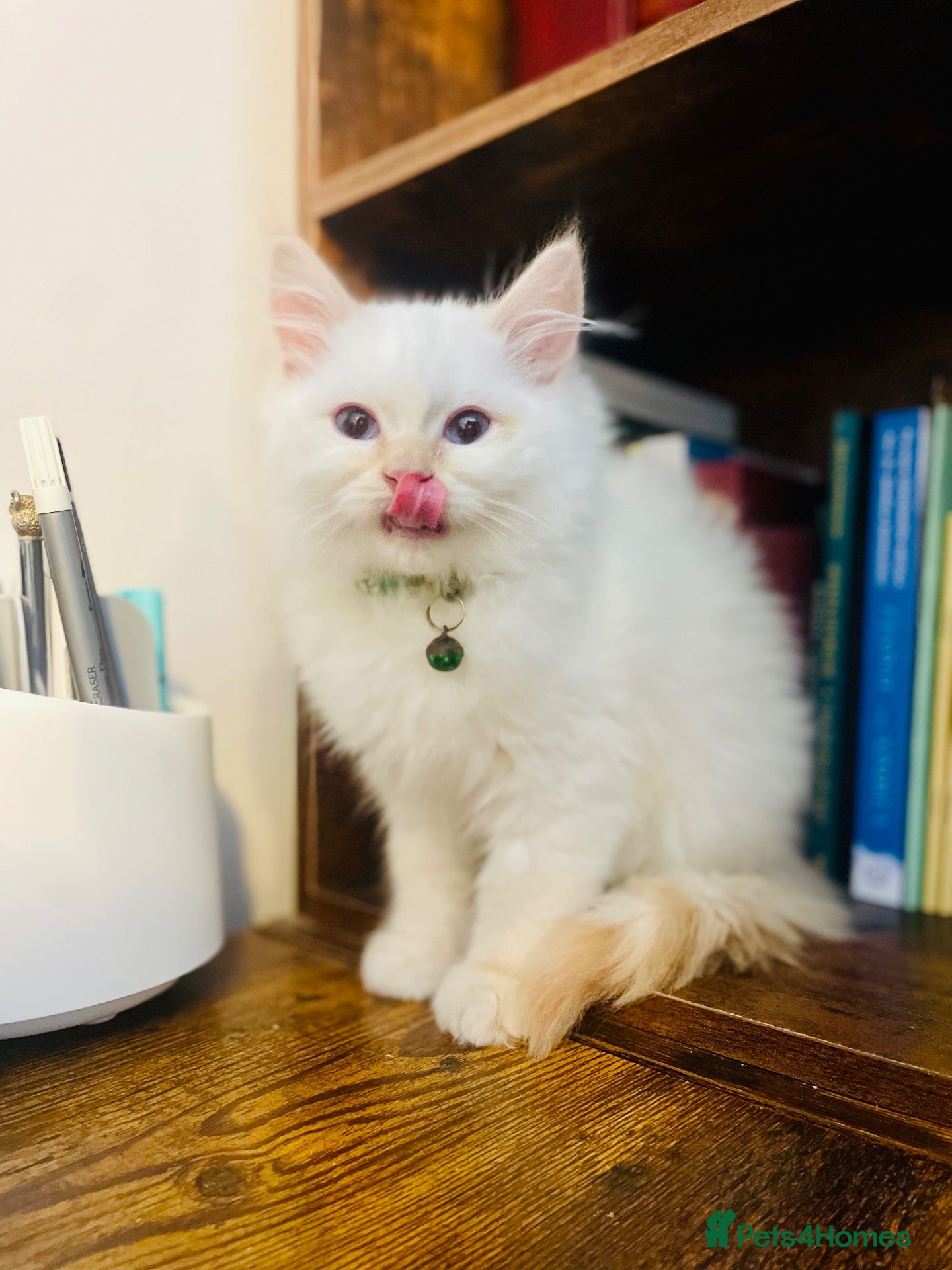 Ragdoll cats for sale: Last Pedigree ragdoll💕  (docs and certificates) - Advert 1