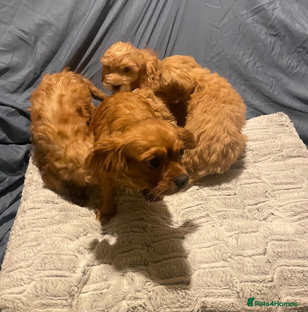 Cavapoo dogs for sale: Cavapoo puppies  - Advert 12