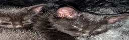 Mixed Breed cats for sale: Ragdoll x Bombay Female Kitten - Advert 12