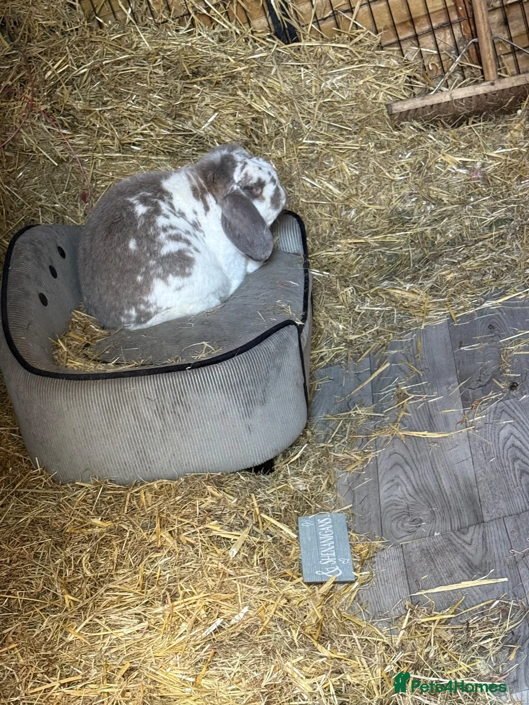 French Lop rabbits for sale: French lop up for rehome in Atherstone - Advert 5