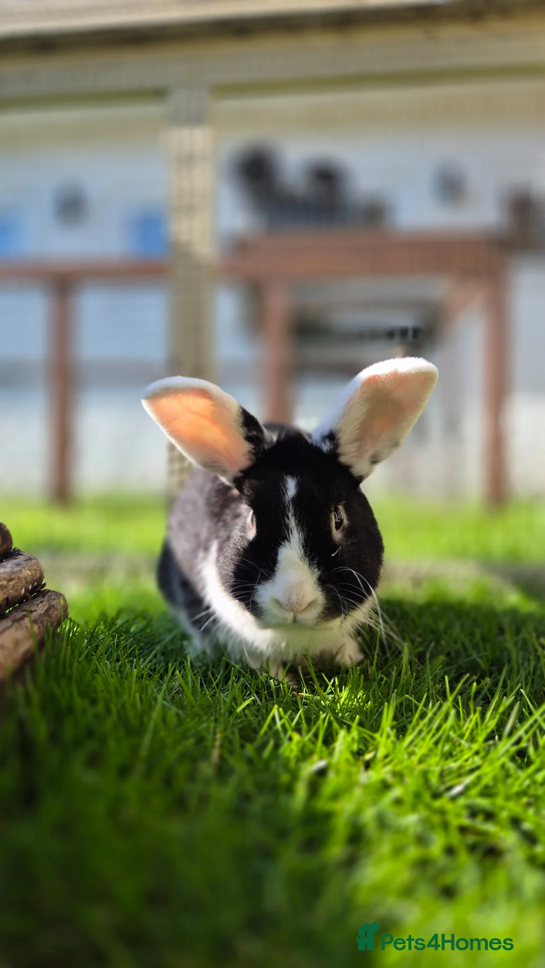 Mixed Breed rabbits for sale: Zorro, castrated and vaccinated  - Advert 1