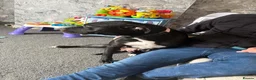 Mixed Breed dogs for sale: Panther - Advert 1