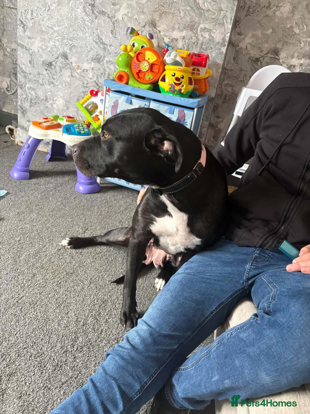 Mixed Breed dogs for sale: Panther - Advert 1