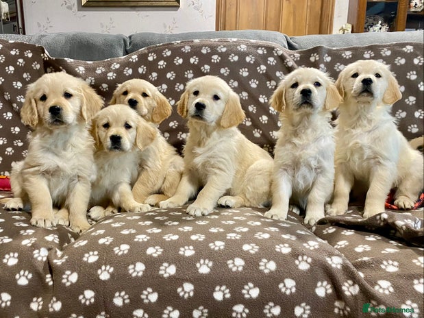 Golden Retriever dogs - Advert 3