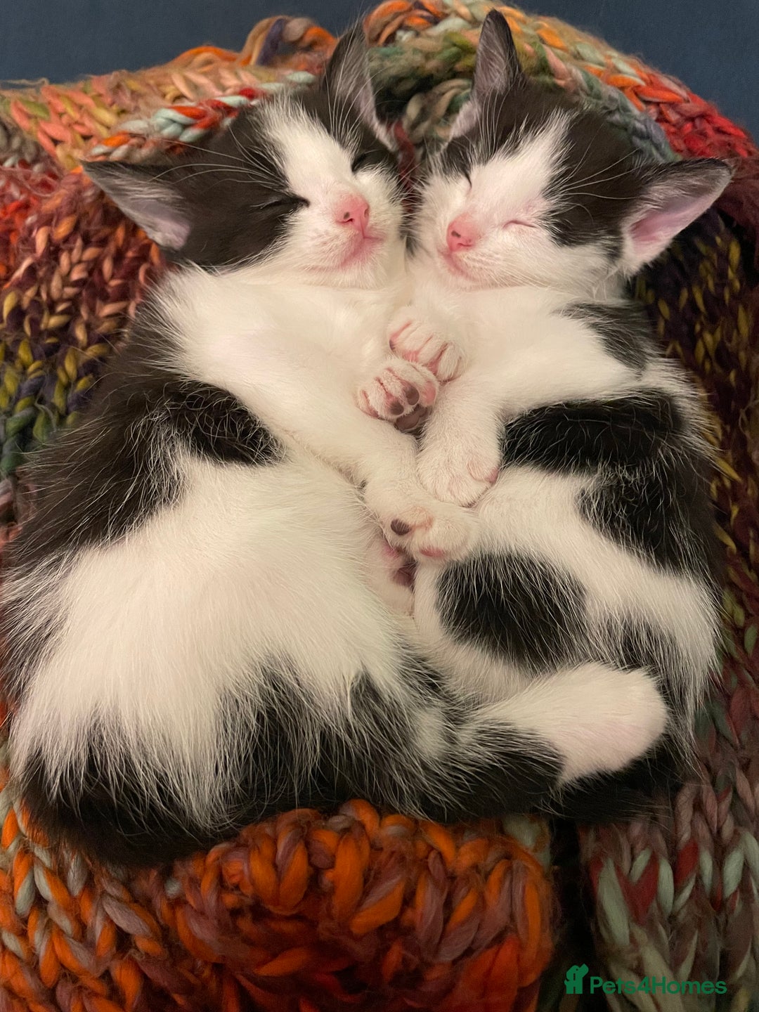 Mixed Breed cats for sale: Adorable kittens ready for  **   - Advert 6