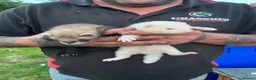 Ferret rodents for sale: Male young ferrets - Advert 1