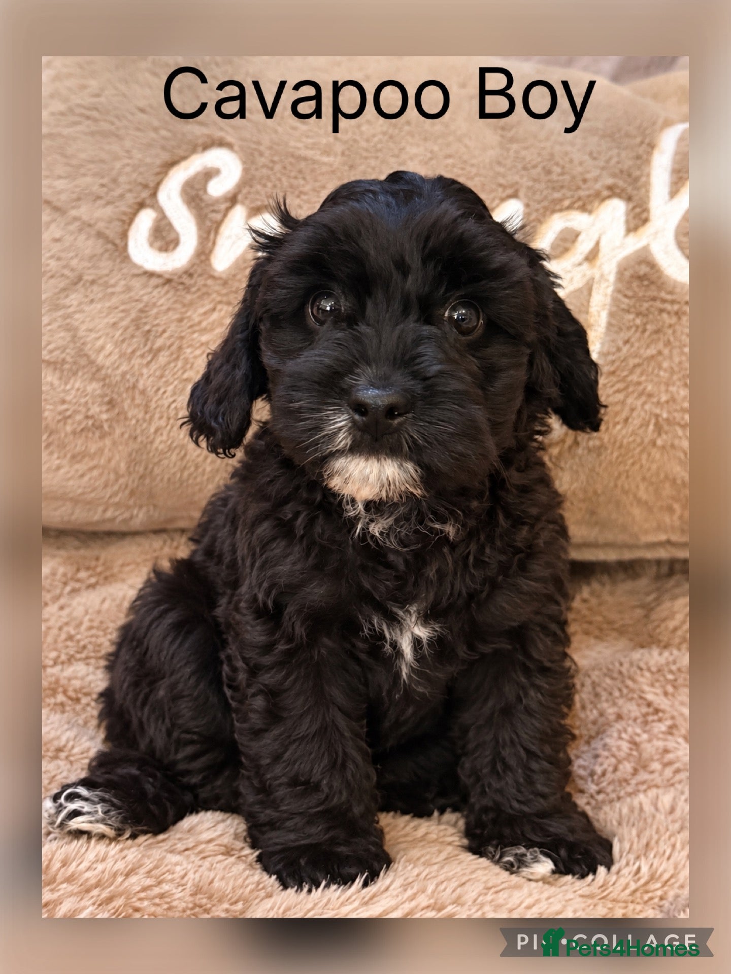 Cavapoo dogs F1 Cavapoo Boy ready now - Advert 4