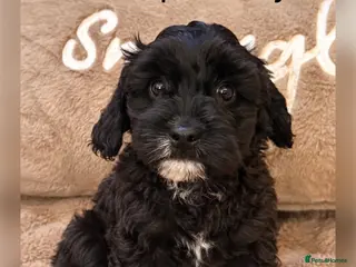 Cavapoo dogs F1 Cavapoo Boy ready now - Advert 4