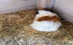 Guinea Pig rodents for sale: 8 week old and 10month old boys - Image 3