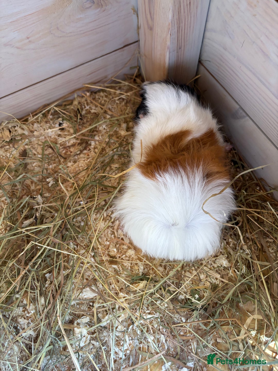 Guinea Pig rodents for sale: 8 week old and 10month old boys - Image 3
