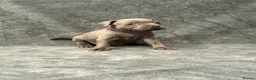 Staffordshire Bull Terrier dogs for sale: Blue Staffordshire Bull Terrier Puppies - Advert 15