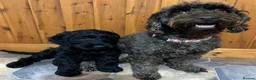 Cockapoo dogs for sale: F1b Cockapoo Puppies, Forever Home Ready 🐕‍🦺🐾 - Advert 6