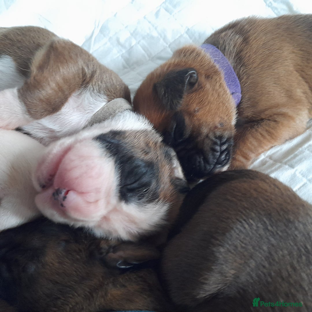 Boxer dogs for sale: Beautiful/Stunning Pedigree Boxer Puppies  - Image 17