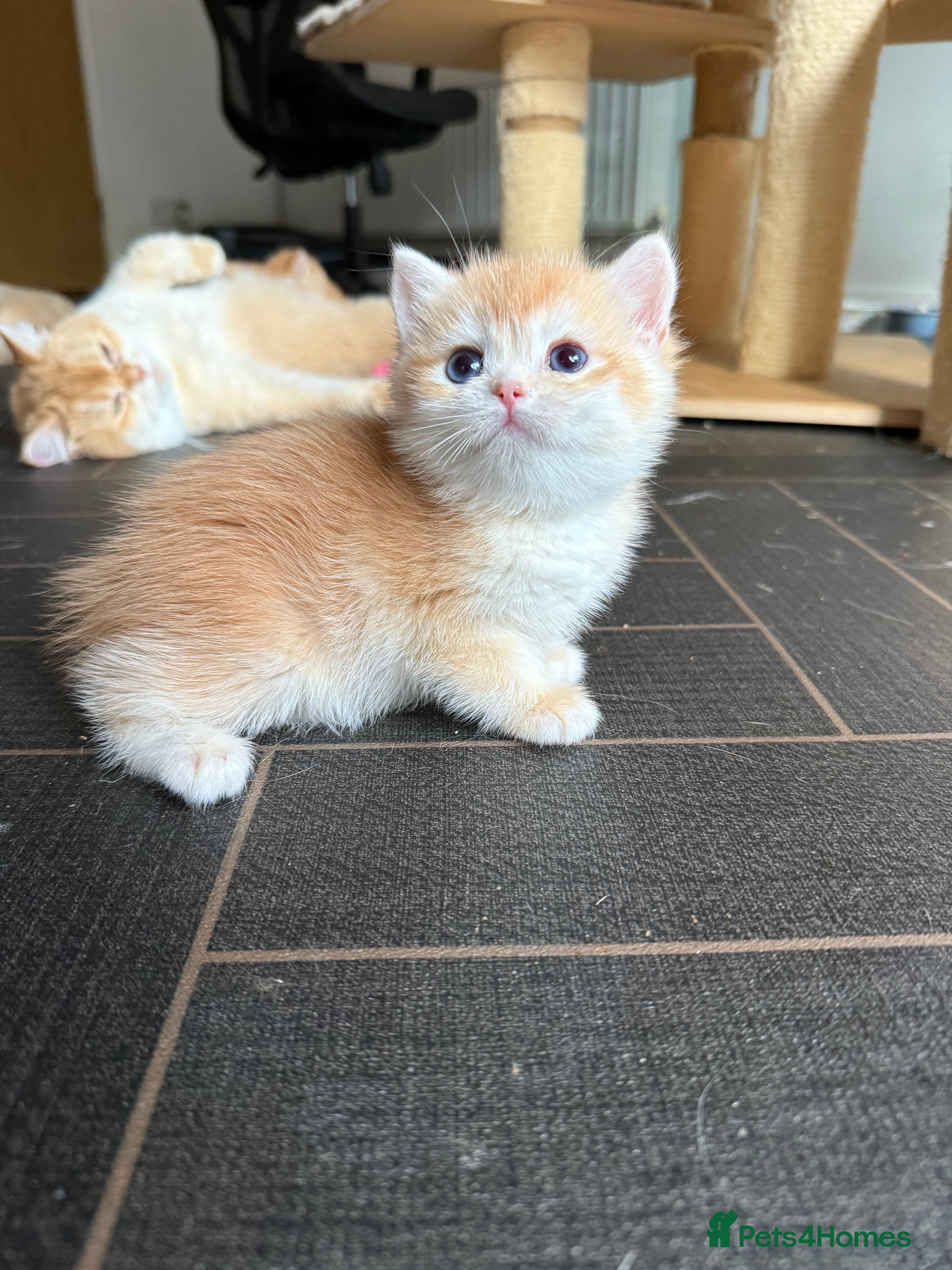 British Shorthair cats GCCF reg BLH Last Chocolate Golden Male Kitten - Advert 17