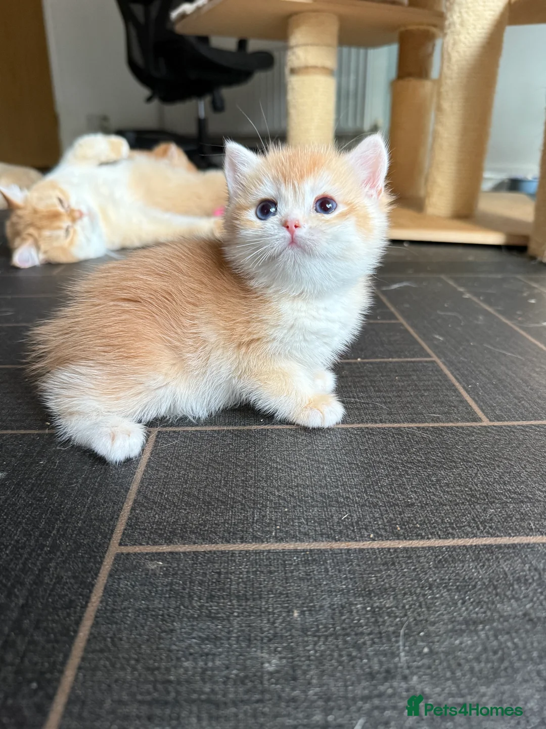 British Shorthair cats for sale: GCCF reg BSH and BLH Chocolate Golden Kittens - Advert 3