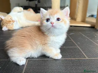 British Shorthair cats GCCF reg BLH Last Chocolate Golden Male Kitten - Advert 17