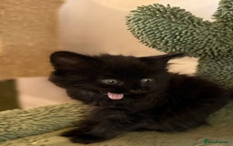 Siberian cats for sale: Full stunning siberian kittens for sale - Image 14
