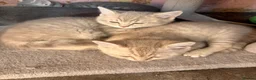 Scottish Fold cats for sale: Beautiful Scottish straights READY NOW  - Advert 7