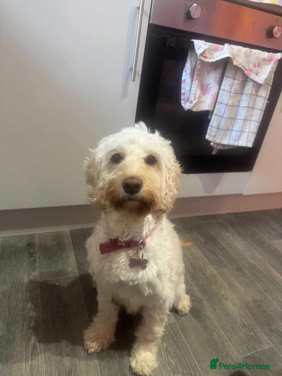 Cockapoo dogs for sale: 3 BOY COCKAPOO PUPPYS  in Barnsley - Advert 4