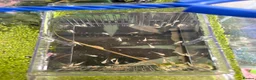 Plecos fish for sale: Plecos and fish fry  in Chester - Advert 2