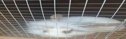 Mixed Breed rabbits for sale: Lion head mixed with mini flop - Advert 3
