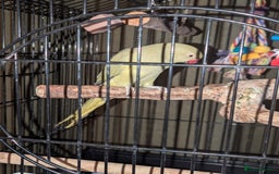 Parrots birds for sale: Ring neck parrot  - Image 8