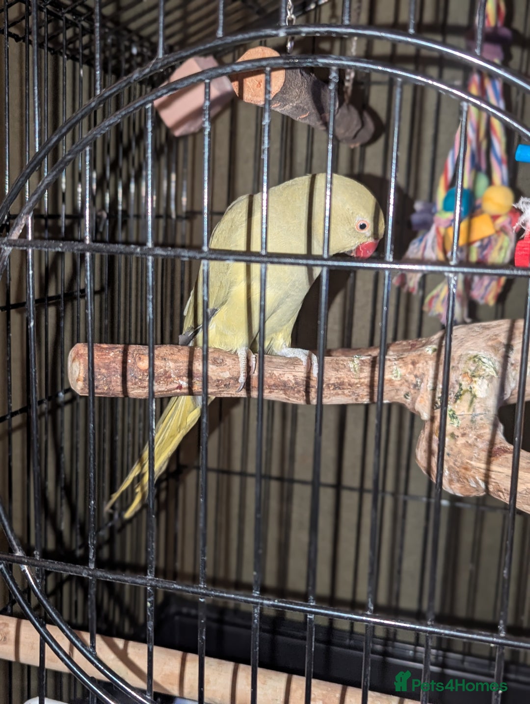 Parrots birds for sale: Ring neck parrot  - Image 8