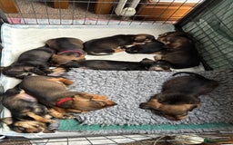 Dachshund dogs for sale: 🐾 Beautiful wired haired Dachshund Puppies - Image 23