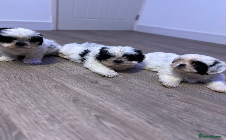 Shih Tzu dogs - Advert 1
