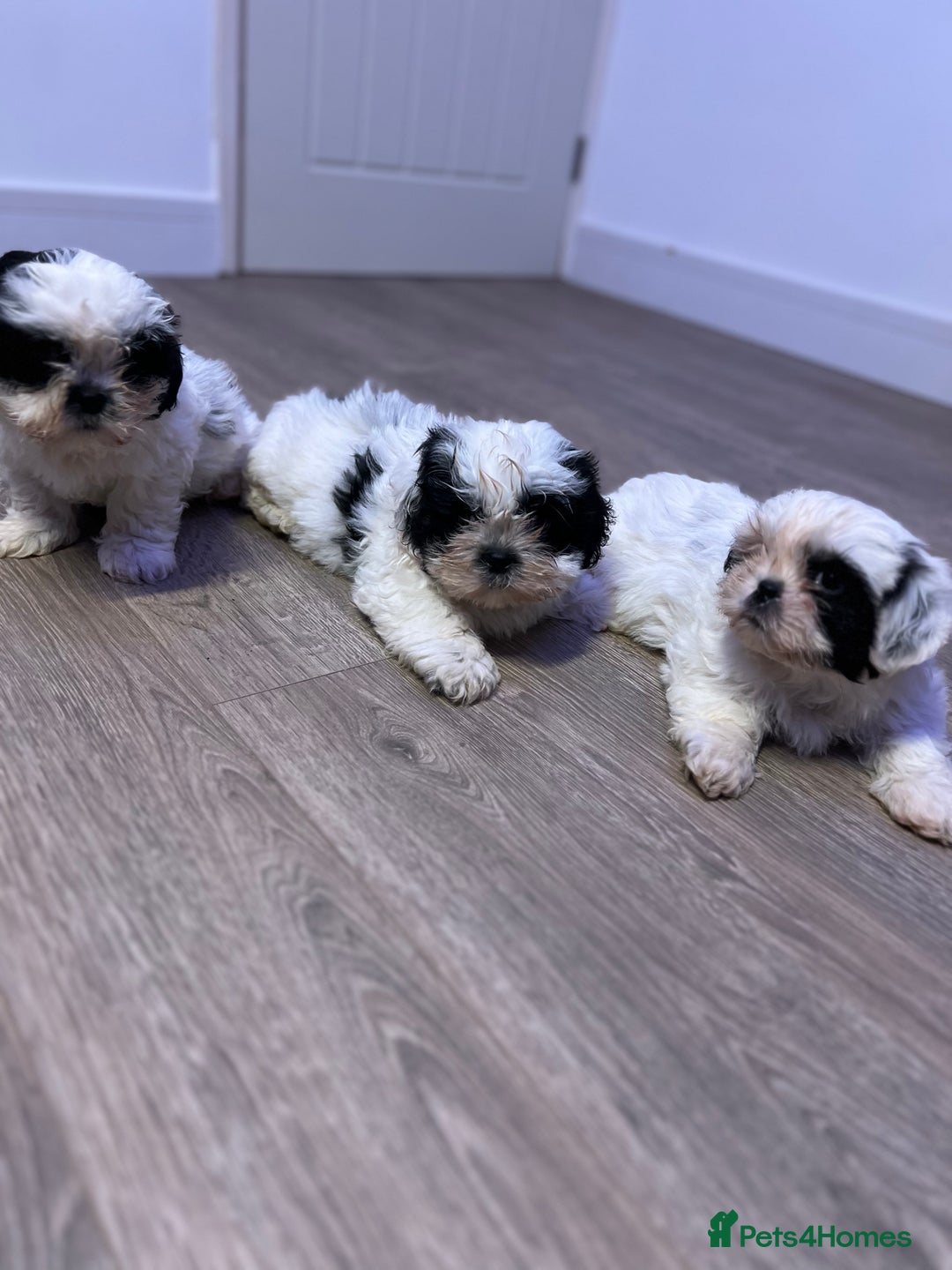 Shih Tzu dogs for sale: 2 lovely boys and 1 girl - Image 1