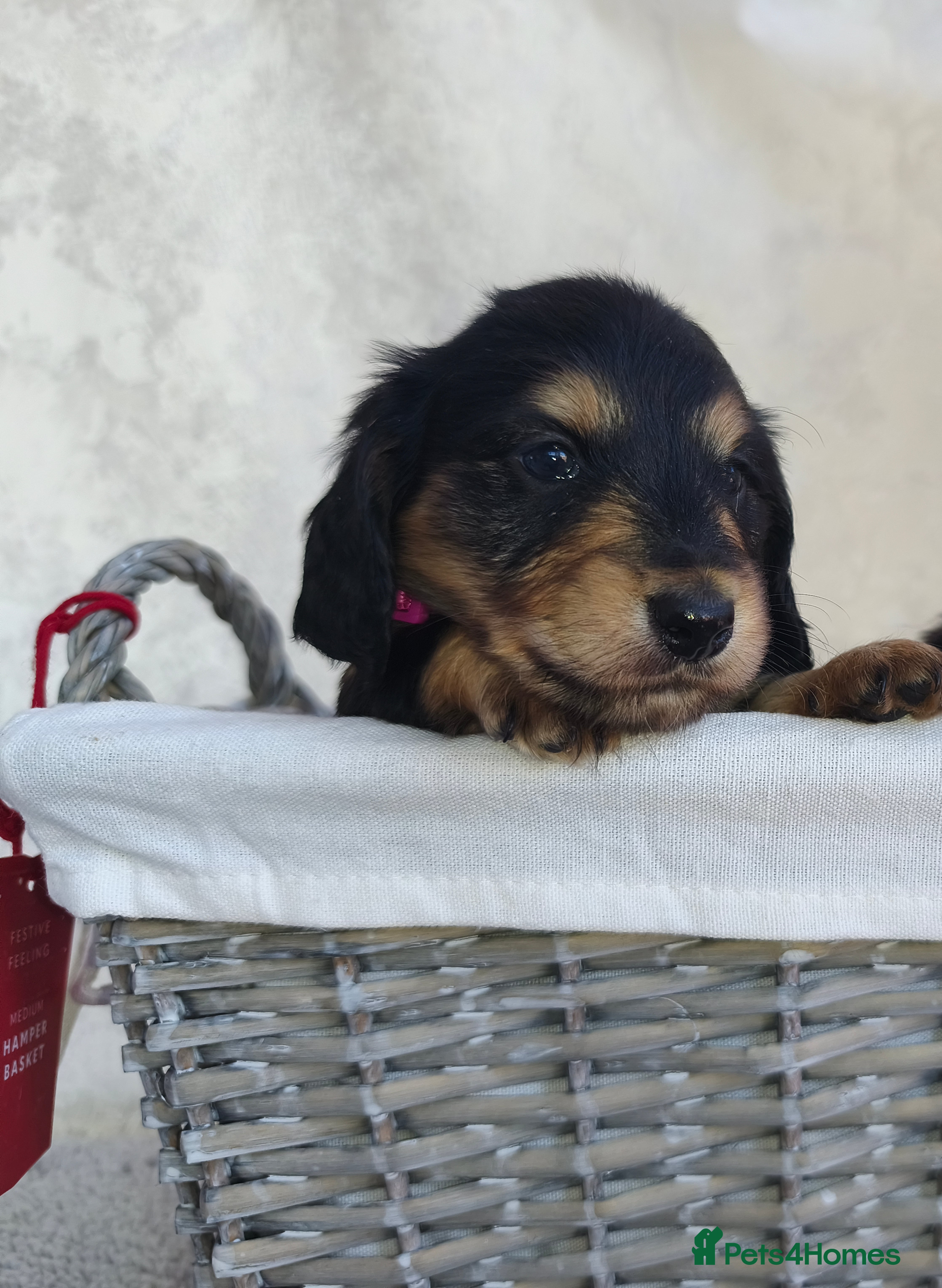 Miniature Dachshund dogs Stunning litter of Lh mini dachshunds  - Advert 2